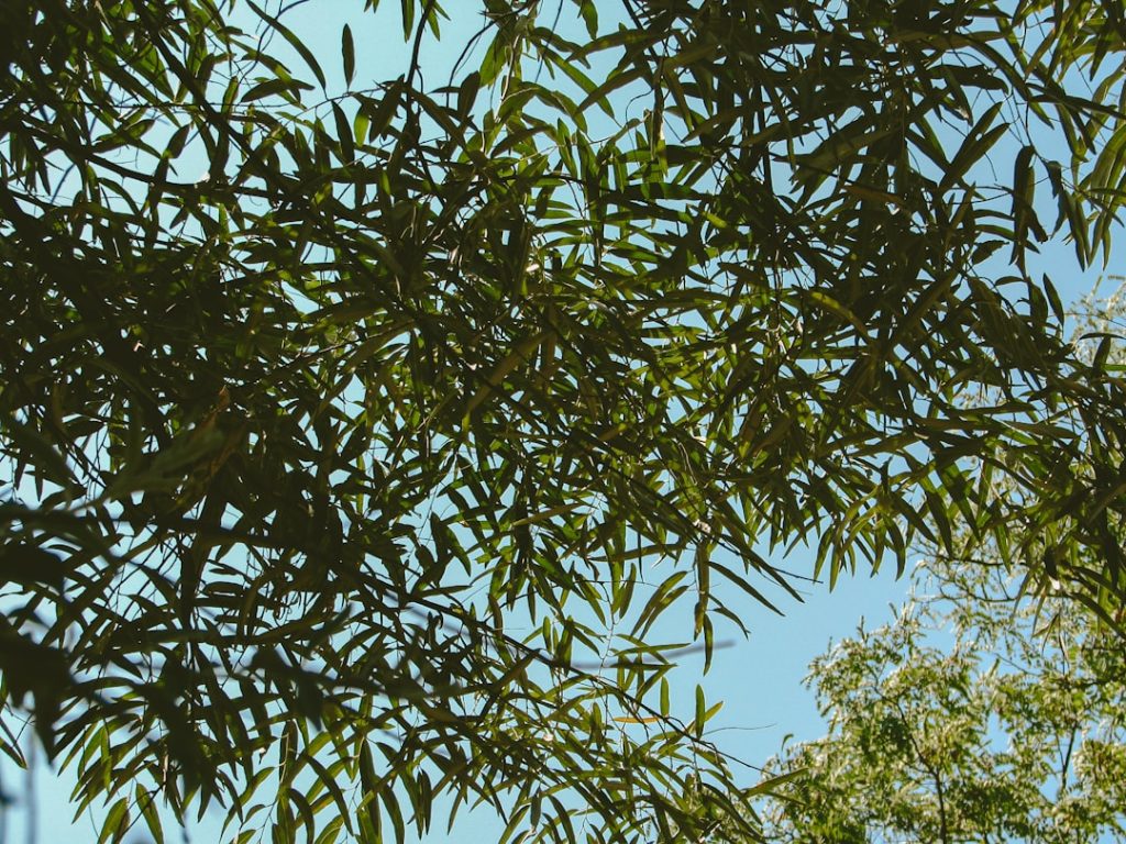 découvrez les méthodes simples et efficaces pour propager le basilic chez vous, et profitez d'une plante aromatique fraîche toute l'année.