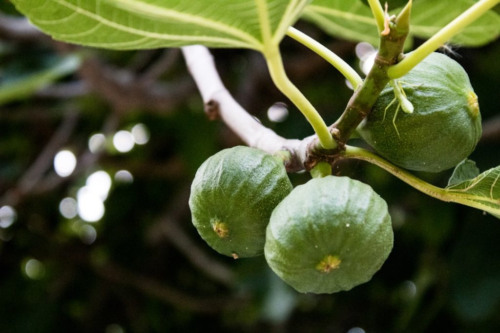 découvrez les méthodes efficaces pour la multiplication du figuier, incluant la bouture, le marcottage et d'autres techniques pour réussir la propagation de votre arbre à figues.