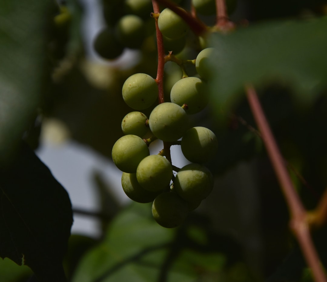 découvrez comment réaliser des boutures de vigne pour réussir la multiplication de vos plants de raisin et embellir votre jardin.