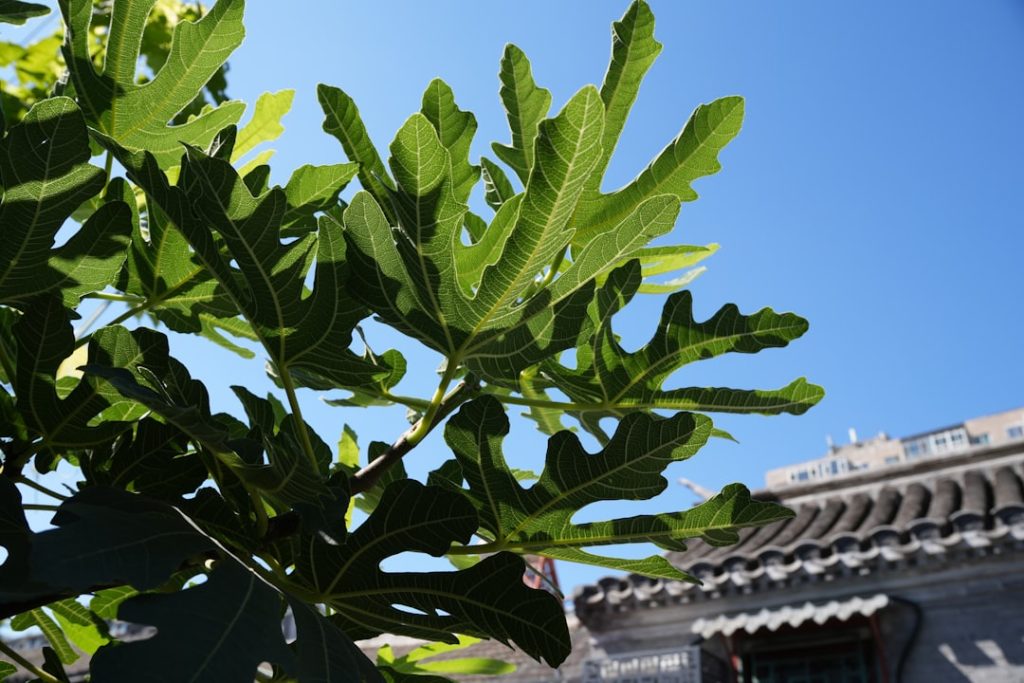 découvrez les meilleures méthodes pour la multiplication de l'arbre de jade, des conseils pratiques pour réussir la bouture et garantir la croissance de votre plante succulente.
