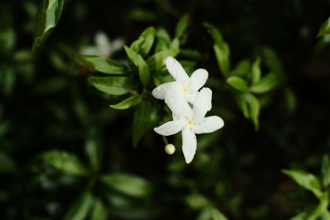 découvrez les méthodes efficaces pour la multiplication du jasmin et faites pousser vos propres plants chez vous facilement.