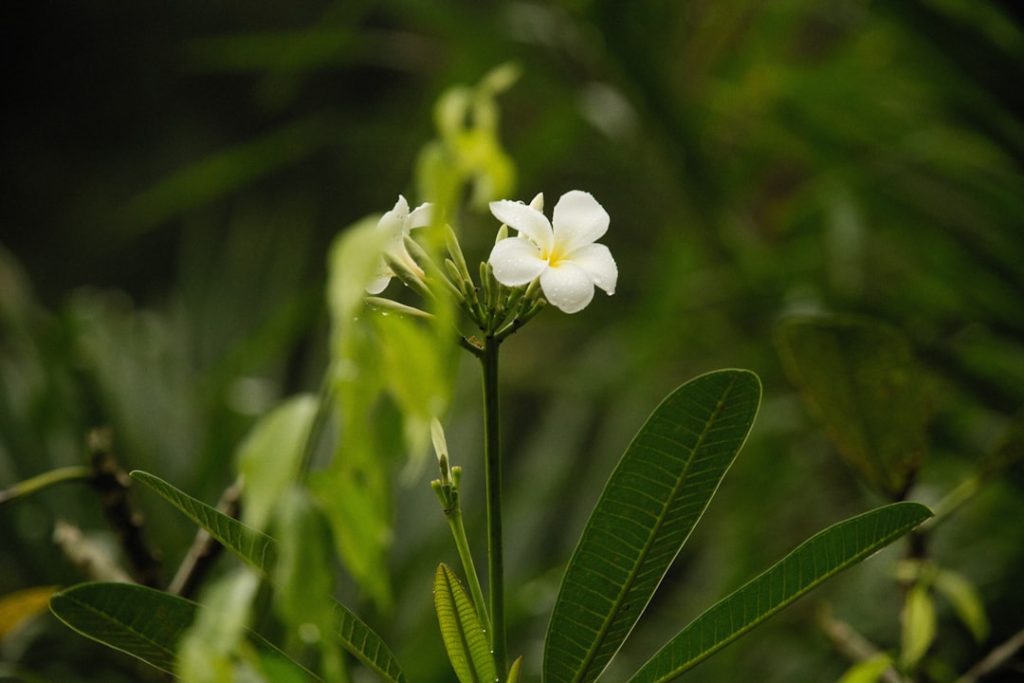 découvrez les méthodes efficaces pour la propagation du jasmin et faites pousser vos propres plants facilement à la maison.
