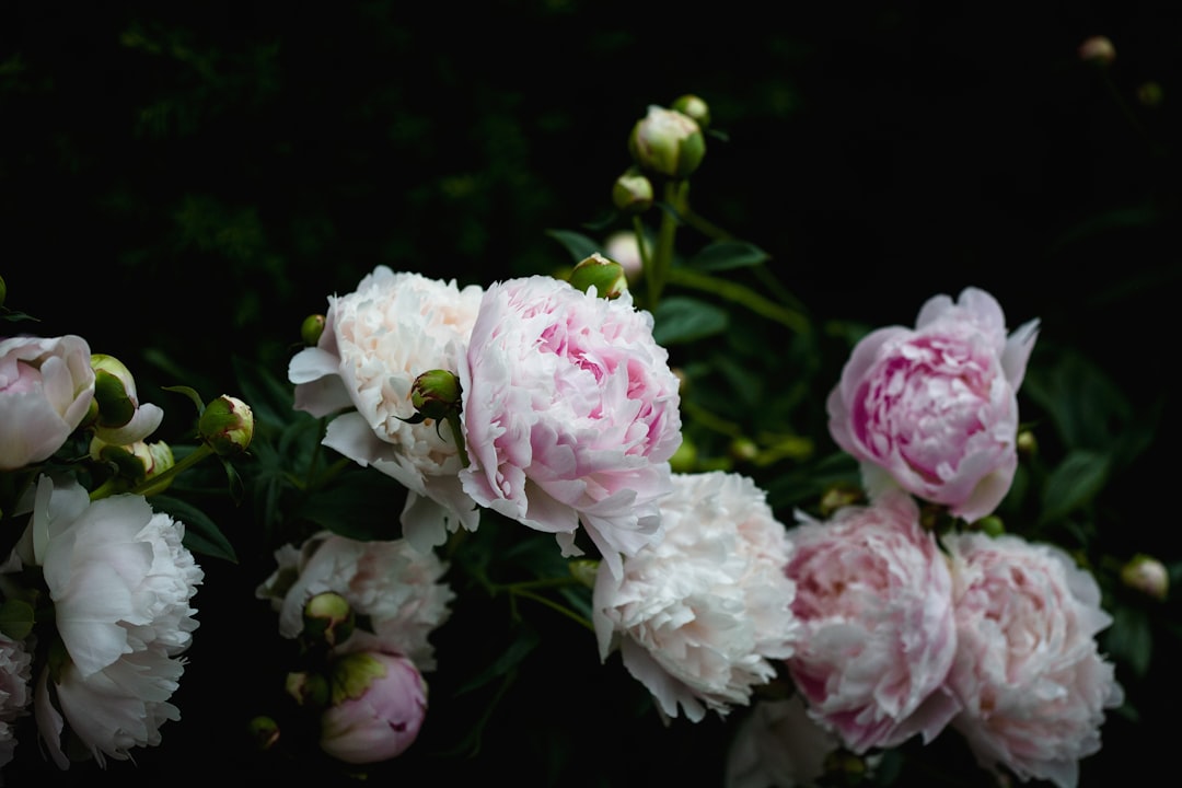découvrez la beauté délicate et l'élégance de la pivoine, une fleur emblématique aux couleurs vibrantes parfaite pour embellir votre jardin ou vos bouquets.