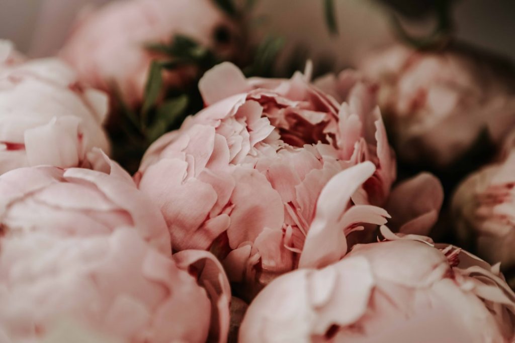 découvrez la beauté délicate et l'élégance intemporelle de la pivoine, une fleur prisée pour ses couleurs vibrantes et son parfum envoûtant, parfaite pour embellir vos jardins et événements.