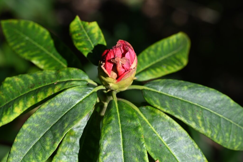 apprenez les meilleures techniques de propagation du rhododendron pour réussir à multiplier vos plantes et embellir votre jardin facilement.