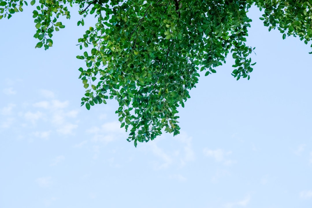 découvrez comment propager facilement le basilic chez vous grâce à nos méthodes simples et efficaces pour une plante toujours fraîche et aromatique.
