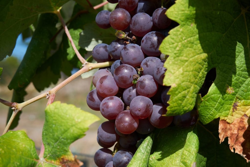 découvrez comment réaliser une bouture de vigne pour multiplier facilement vos plants de raisin et enrichir votre vignoble.