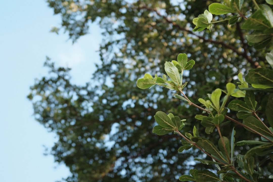 découvrez comment multiplier un arbre de jade facilement grâce à nos conseils pratiques de propagation pour réussir vos boutures et faire pousser de nouvelles plantes.
