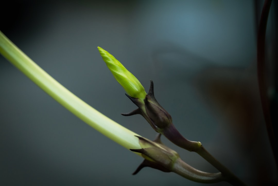 découvrez comment bouturer un laurier-rose facilement pour multiplier vos plantes à moindre coût et embellir votre jardin.
