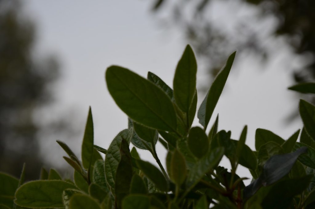 découvrez comment réussir la multiplication de l'oléandre grâce à des boutures faciles à réaliser, pour embellir votre jardin avec cette plante méditerranéenne résistante.