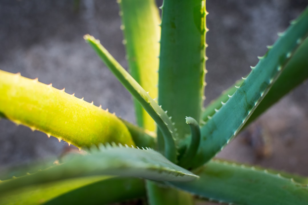 découvrez comment propager l'aloe vera facilement chez vous grâce à nos conseils pratiques et astuces pour réussir la multiplication de cette plante médicinale populaire.