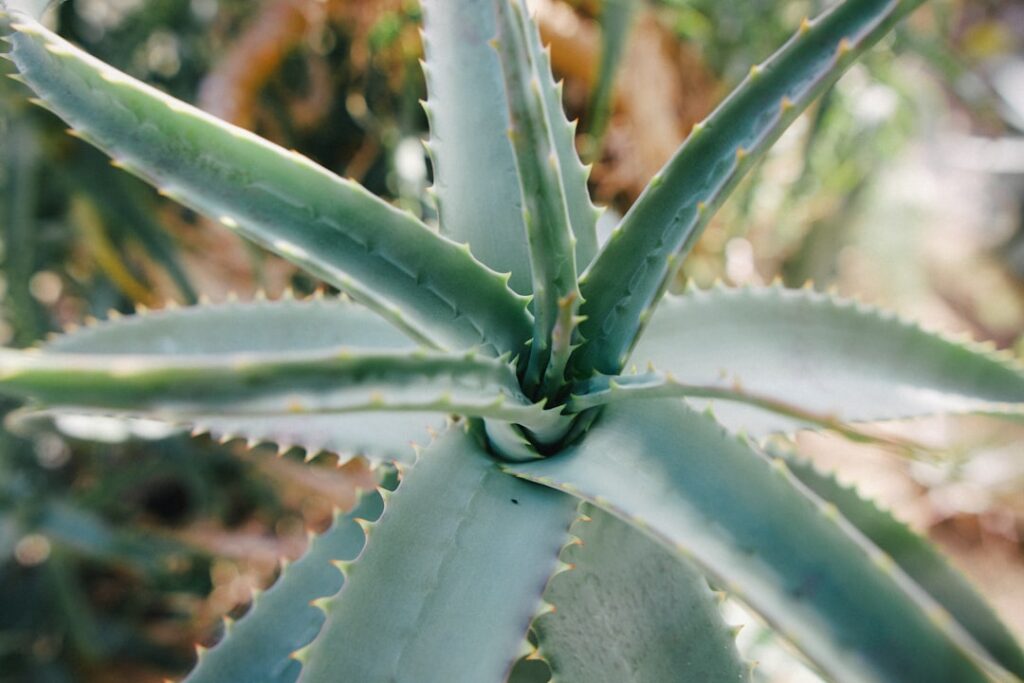 découvrez comment faire la propagation de l'aloe vera facilement à la maison pour obtenir de nouvelles plantes saines et vigoureuses.