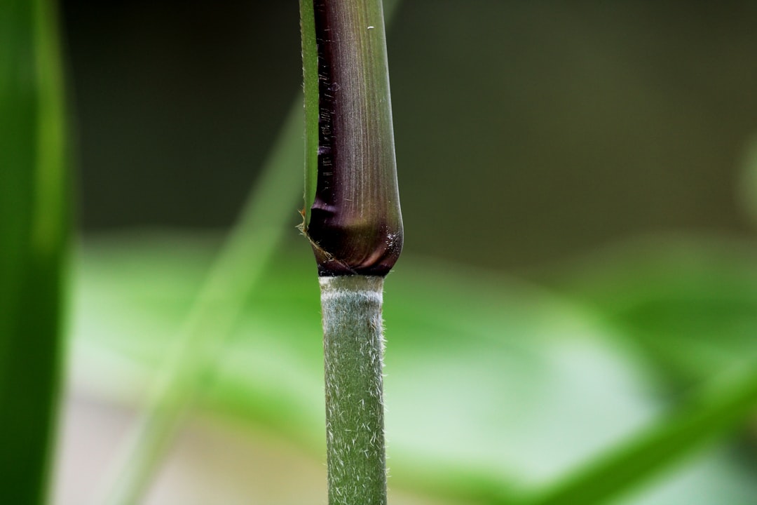 découvrez les meilleures méthodes pour la multiplication du bambou, incluant la division des touffes et le bouturage, afin de réussir la propagation de cette plante exceptionnelle.