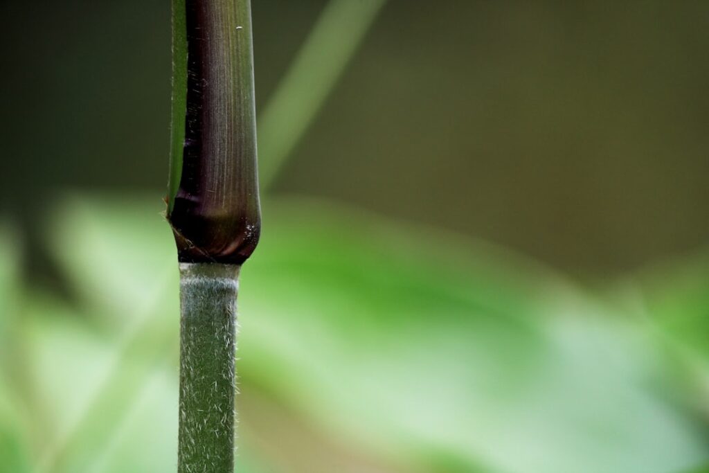 découvrez les méthodes efficaces pour la propagation du bambou, conseils pratiques pour multiplier vos plants et réussir la culture de cette plante robuste.
