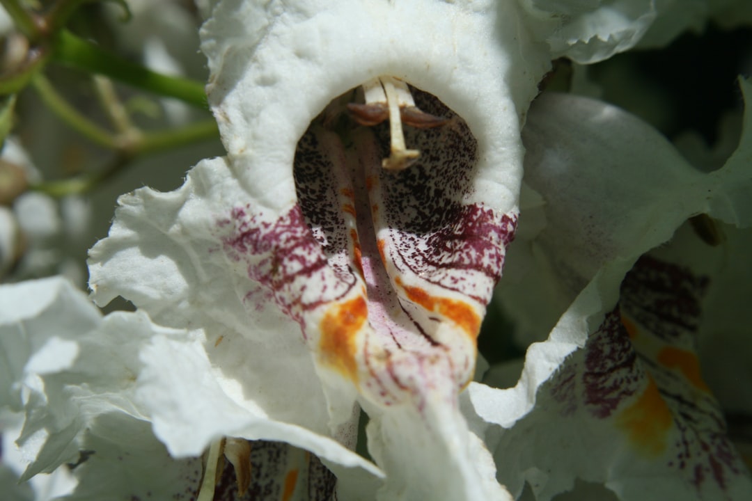 découvrez les bienfaits du catalpa, un arbre aux multiples vertus pour la santé et l'environnement.