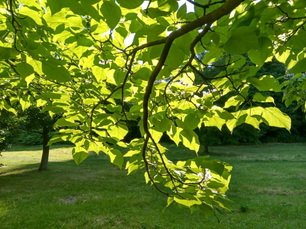 découvrez les bienfaits du catalpa, un arbre aux multiples vertus pour la santé, l'environnement et le jardinage.