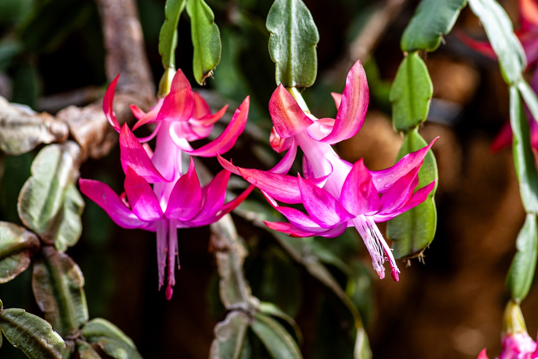 découvrez comment propager facilement votre cactus de noël grâce à nos conseils simples et efficaces pour réussir la multiplication de cette plante festive.