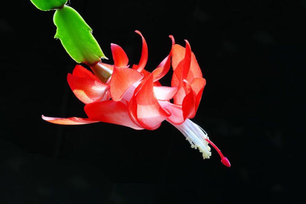apprenez comment multiplier votre cactus de noël facilement avec nos conseils simples et efficaces de propagation pour une plante saine et florissante.