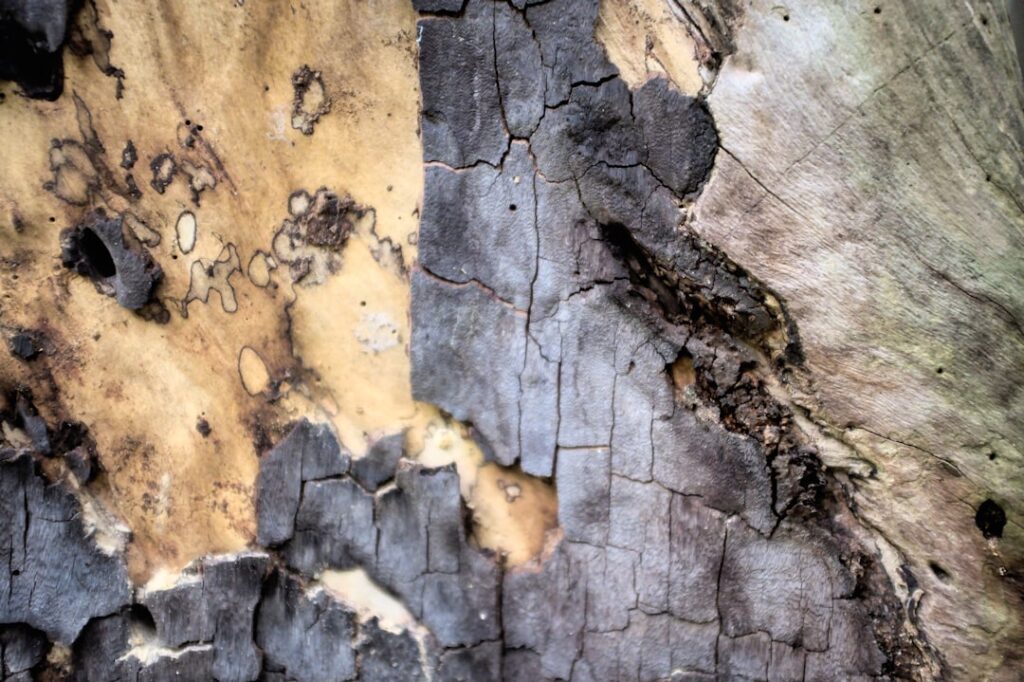 détection de la pourriture sèche : identifier et traiter rapidement les dégâts causés par ce champignon destructeur du bois pour protéger votre habitation.