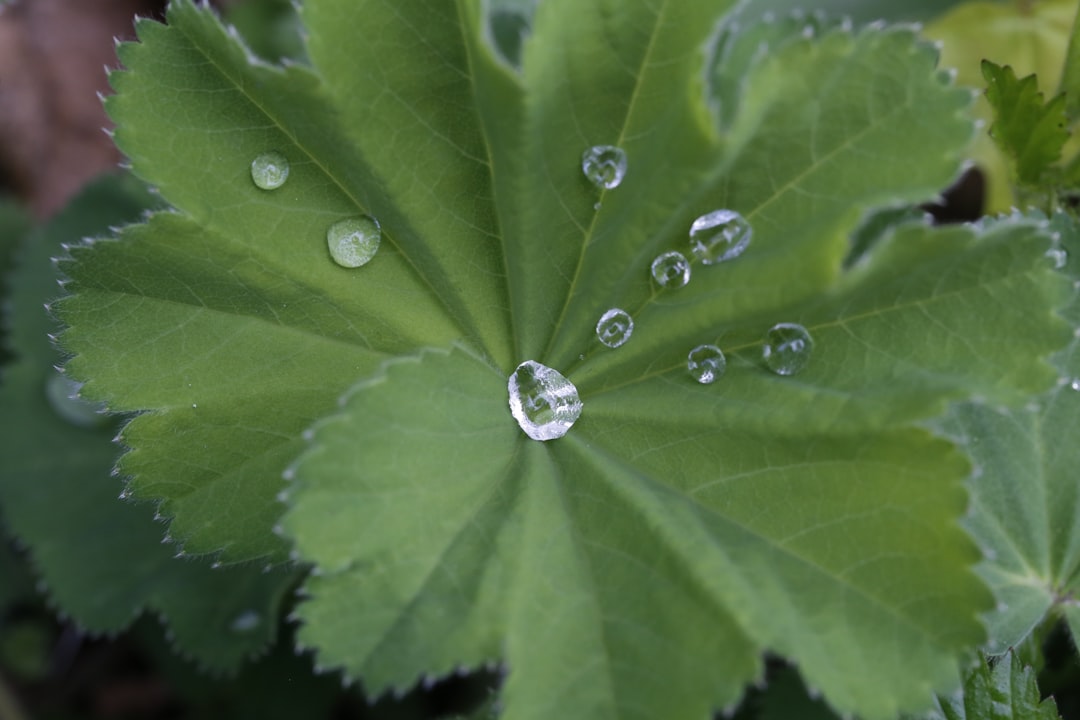 découvrez comment réussir la multiplication du géranium par bouturage avec nos conseils simples et efficaces pour obtenir de nouvelles plantes en pleine santé.