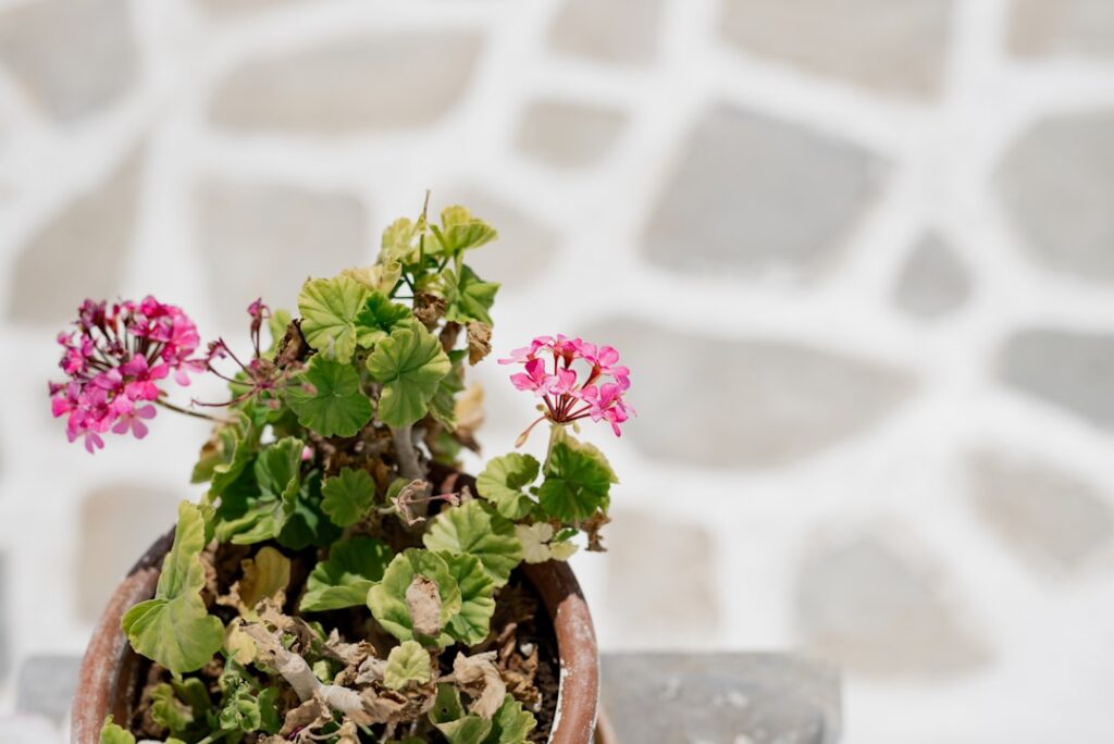 apprenez comment multiplier vos géraniums facilement grâce à la bouture. guide étape par étape pour réussir la propagation et obtenir de nouvelles plantes en pleine santé.