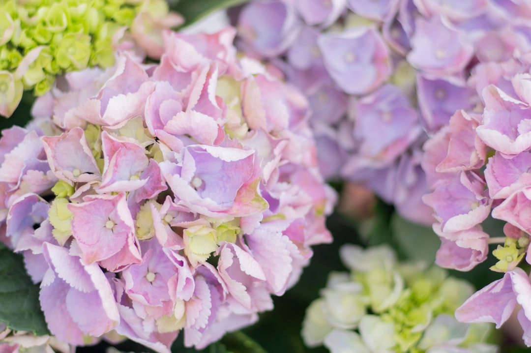découvrez comment propager facilement l'hortensia grâce à nos conseils pratiques pour réussir vos boutures et multiplier vos plantes.