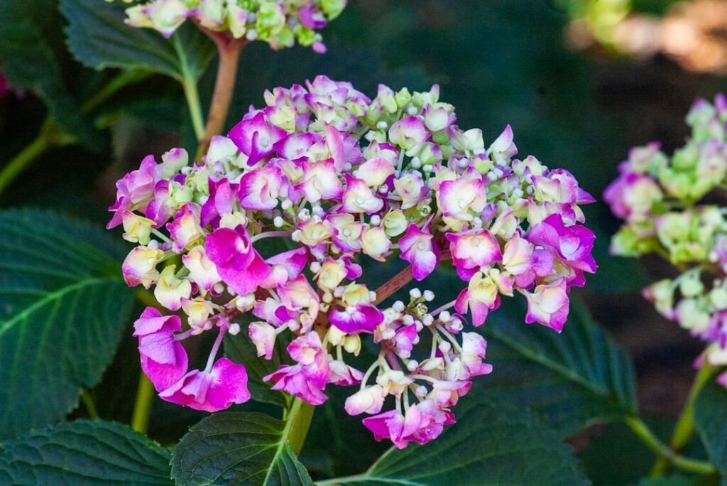 découvrez les meilleures méthodes pour la multiplication de l'hortensia et réussissez la propagation de vos plantes facilement.