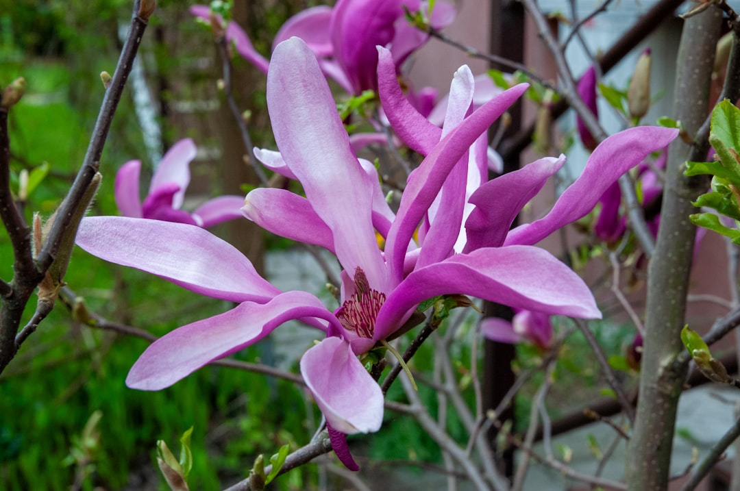 découvrez les meilleures techniques pour la propagation du magnolia et réussir sa multiplication pas à pas.
