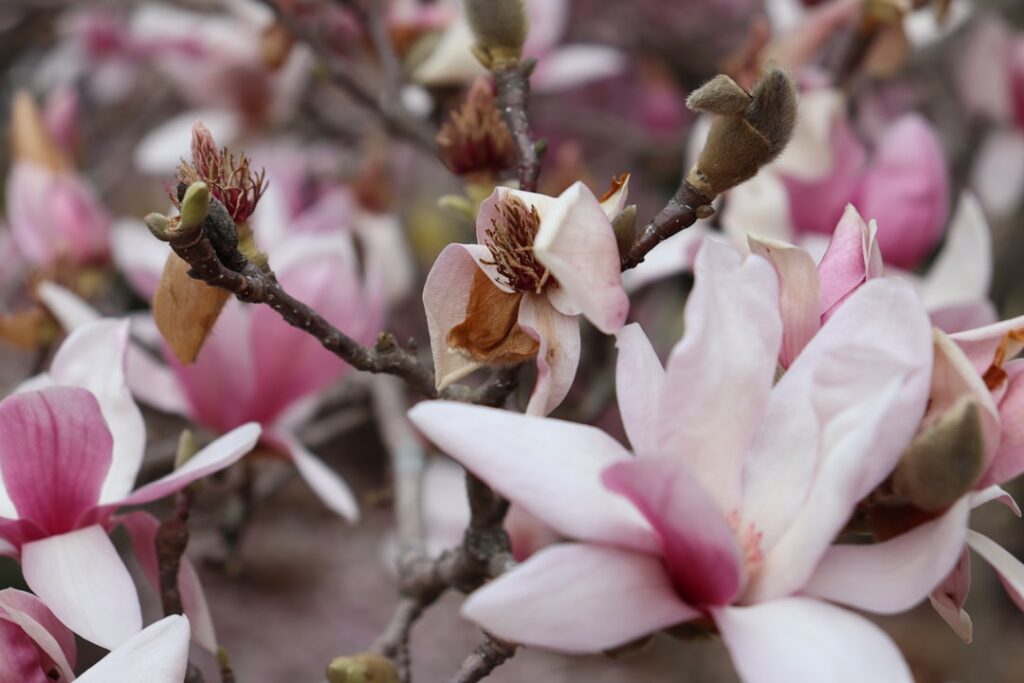 découvrez les meilleures méthodes pour la propagation du magnolia et réussissez la multiplication de vos plantes facilement.