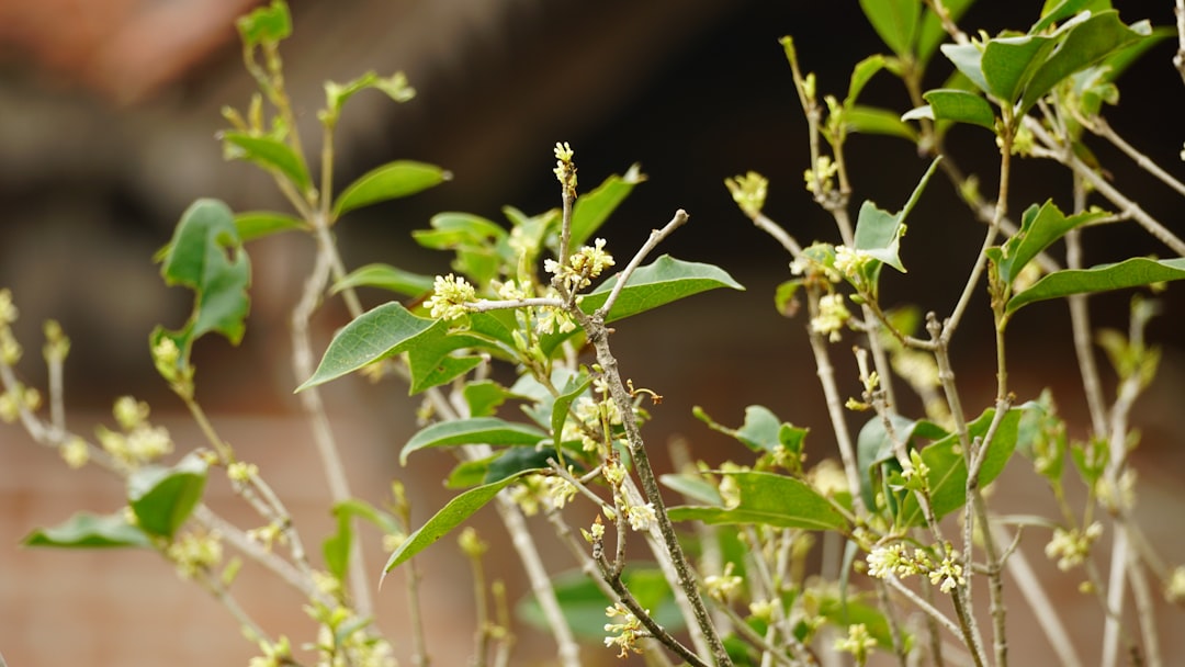 découvrez comment propager le mexican orange blossom et cultivez cette magnifique plante aux fleurs parfumées dans votre jardin.