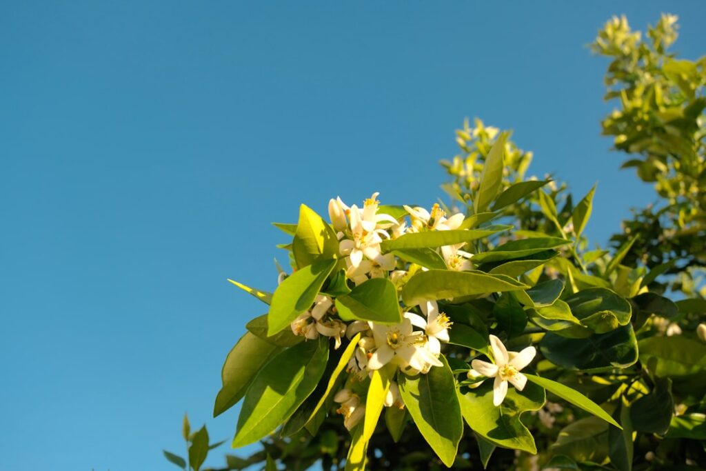 découvrez les méthodes efficaces pour la propagation du néflier d'oranger mexicain, un arbuste ornemental aux fleurs délicates et parfumées.
