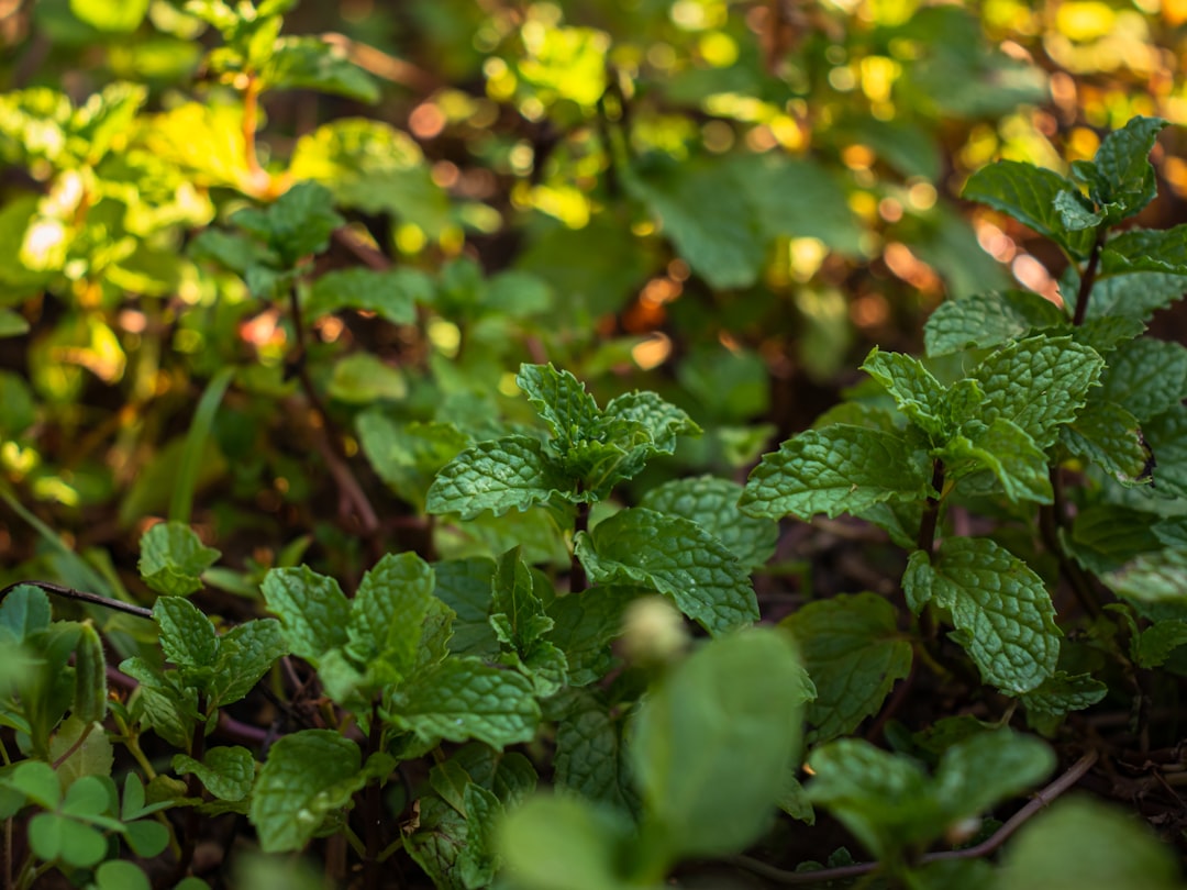 découvrez les techniques simples et efficaces pour la multiplication de la menthe, afin d'obtenir une plante aromatique fraîche et abondante chez vous.