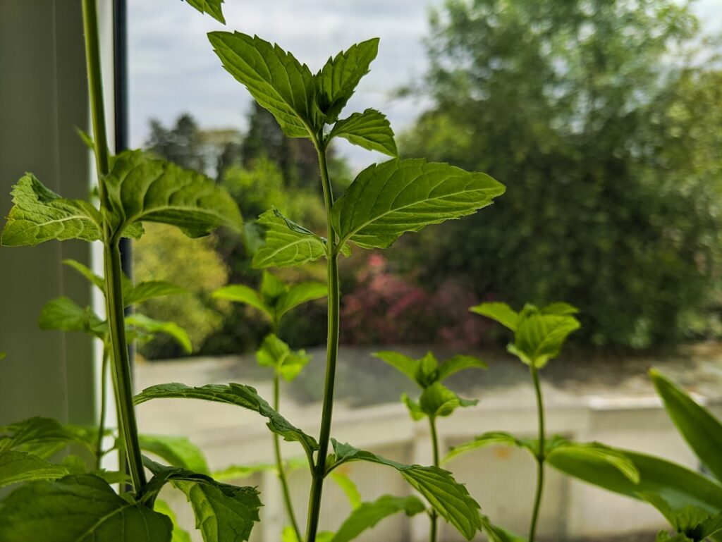 découvrez les meilleures méthodes pour la propagation de la menthe afin d’enrichir votre jardin avec cette plante aromatique facile à cultiver et rafraîchissante.