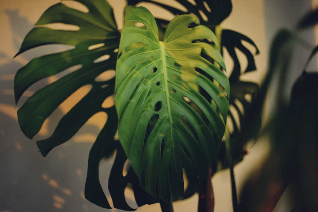 découvrez comment propager votre monstera facilement à la maison grâce à nos conseils simples et efficaces pour multiplier cette plante d'intérieur populaire.