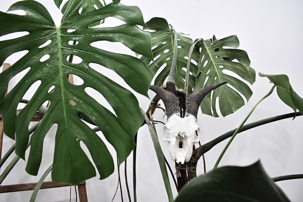 découvrez les meilleures techniques pour réussir la propagation de votre monstera et obtenir de nouvelles plantes magnifiques facilement.