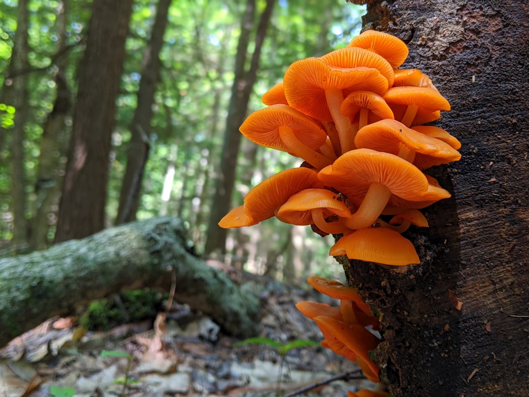 découvrez l'univers fascinant du champignon orange, ses caractéristiques uniques et ses usages en cuisine et en nature.
