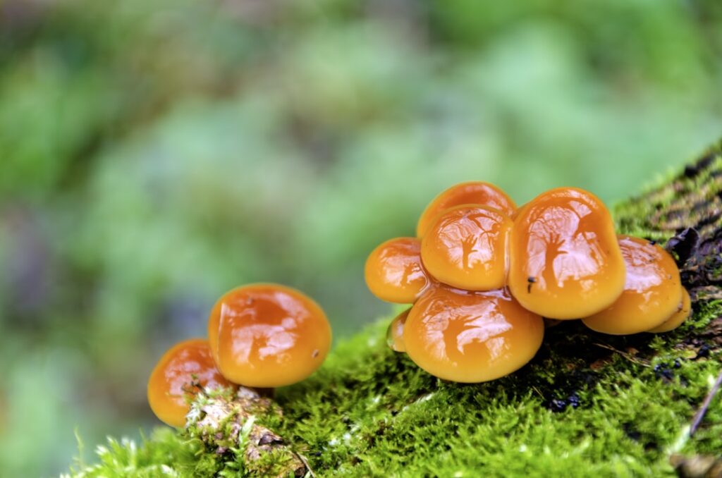 découvrez le champignon orange, une espèce fascinante aux teintes vives et à l'aspect unique, idéale pour les passionnés de mycologie et la nature.