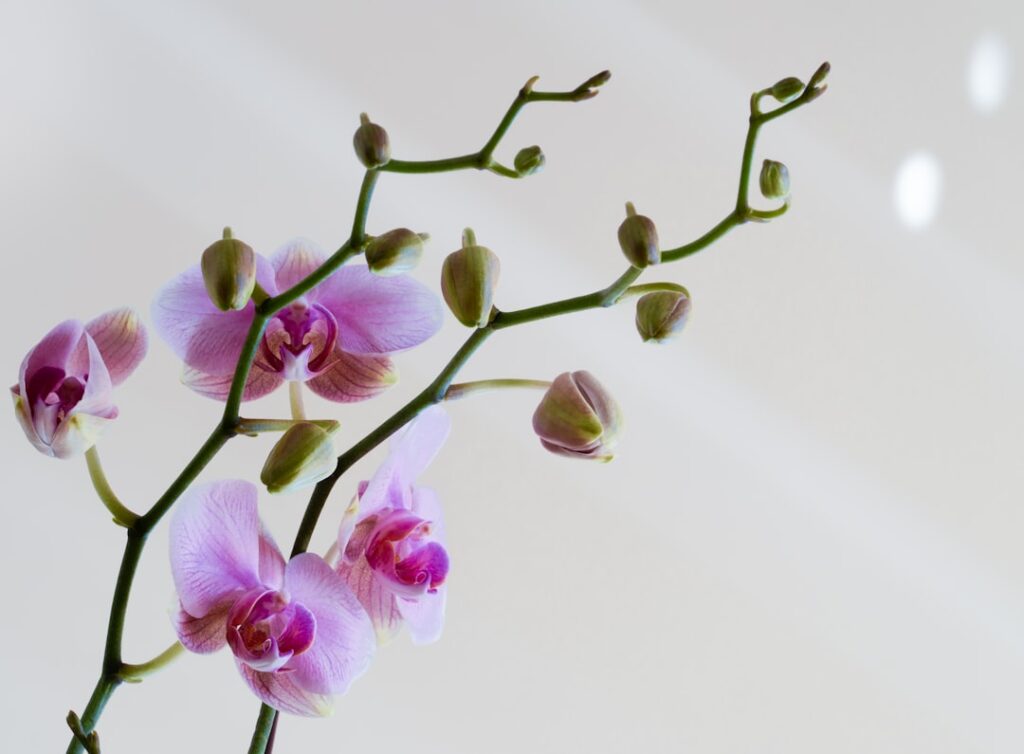 découvrez comment faire des boutures d'orchidées facilement pour multiplier vos plantes et embellir votre intérieur.