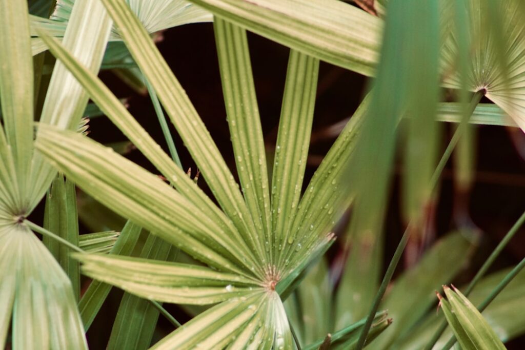 découvrez les meilleures méthodes pour la propagation du papyrus et comment cultiver cette plante aquatique chez vous facilement.