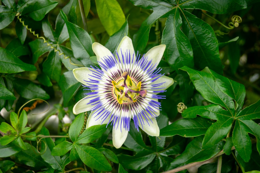 découvrez les méthodes efficaces pour la propagation de la passiflore et cultivez cette plante vivace aux fleurs exquises avec succès.