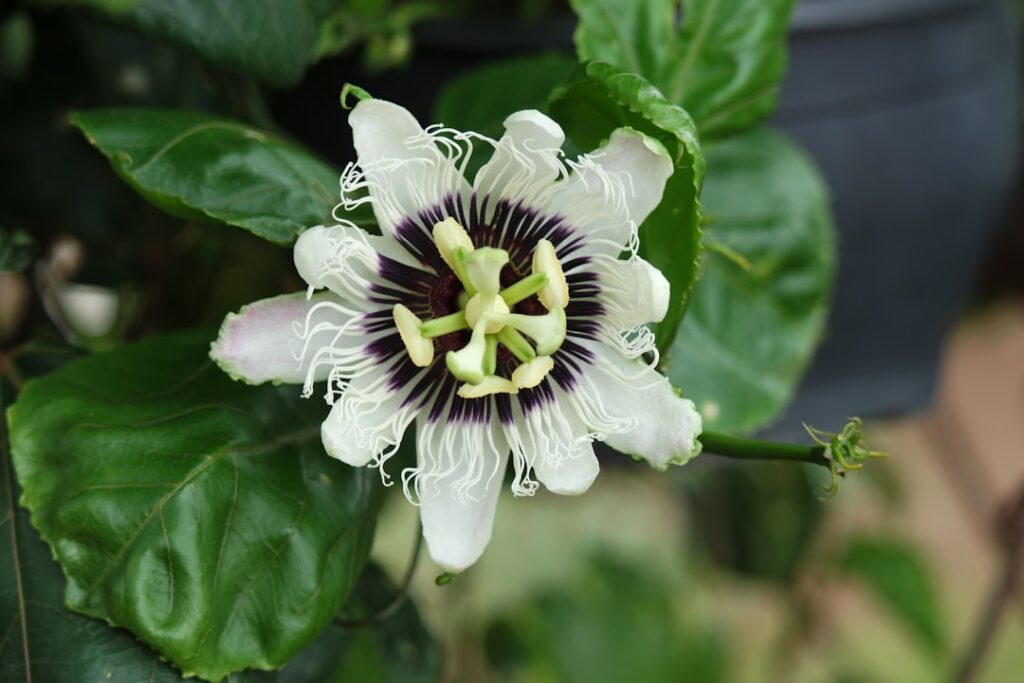 découvrez les méthodes efficaces pour propager la passiflore et embellir votre jardin avec cette plante grimpante aux fleurs exotiques.