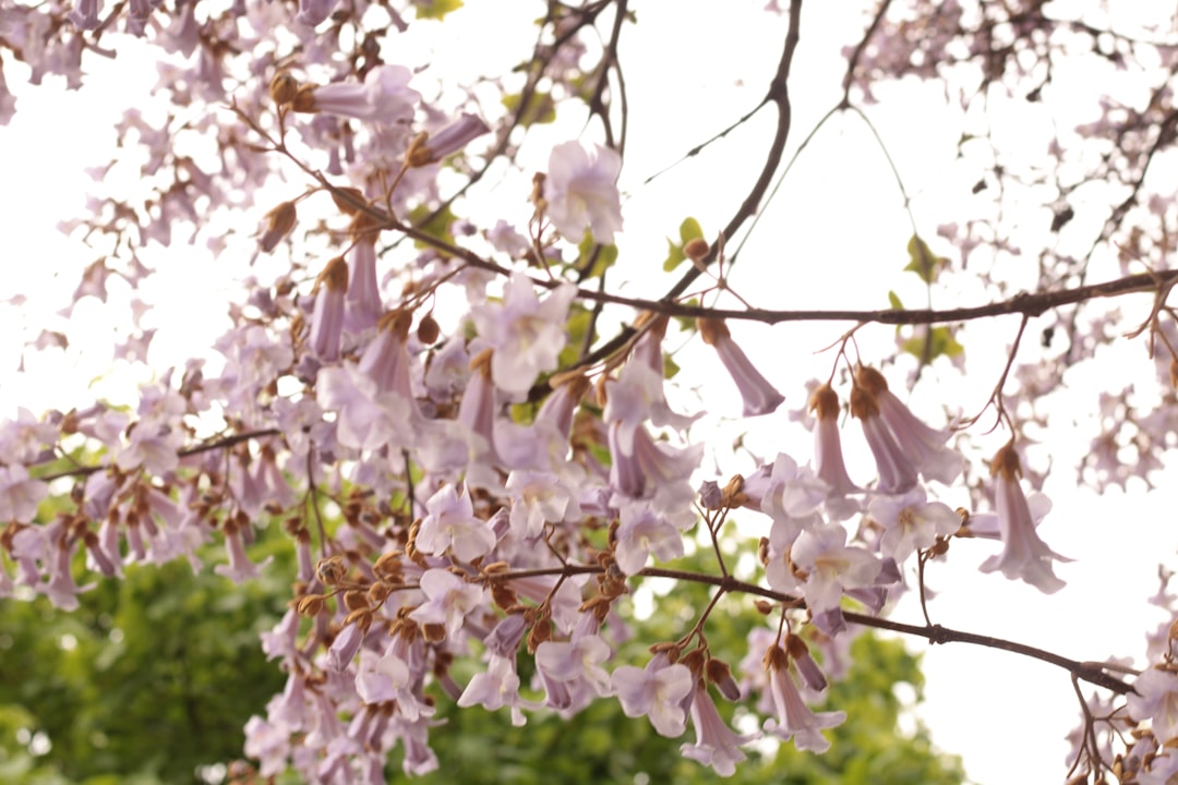 découvrez les bienfaits du paulownia tomentosa, un arbre à croissance rapide apprécié pour ses usages écologiques, ornementaux et médicinaux.
