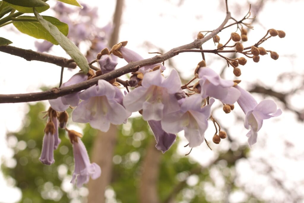 découvrez les bienfaits du paulownia tomentosa, un arbre à croissance rapide aux multiples usages écologiques et économiques.