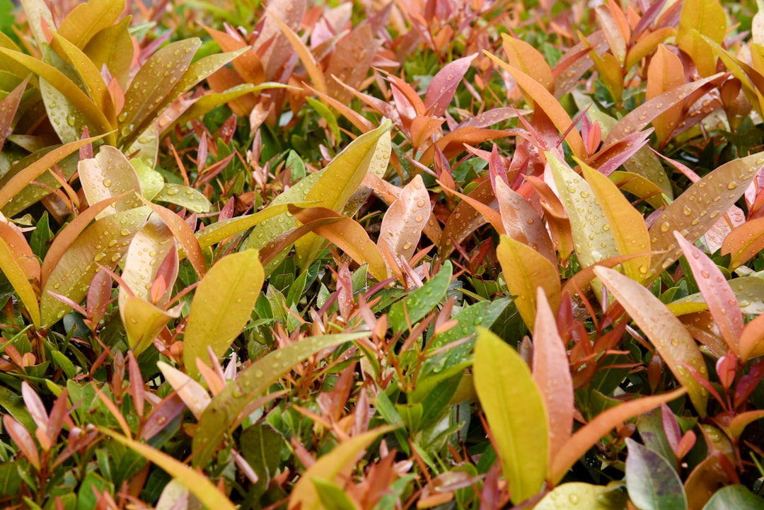 apprenez à réussir vos boutures de photinia avec nos conseils pratiques pour obtenir de jeunes plants sains et vigoureux.