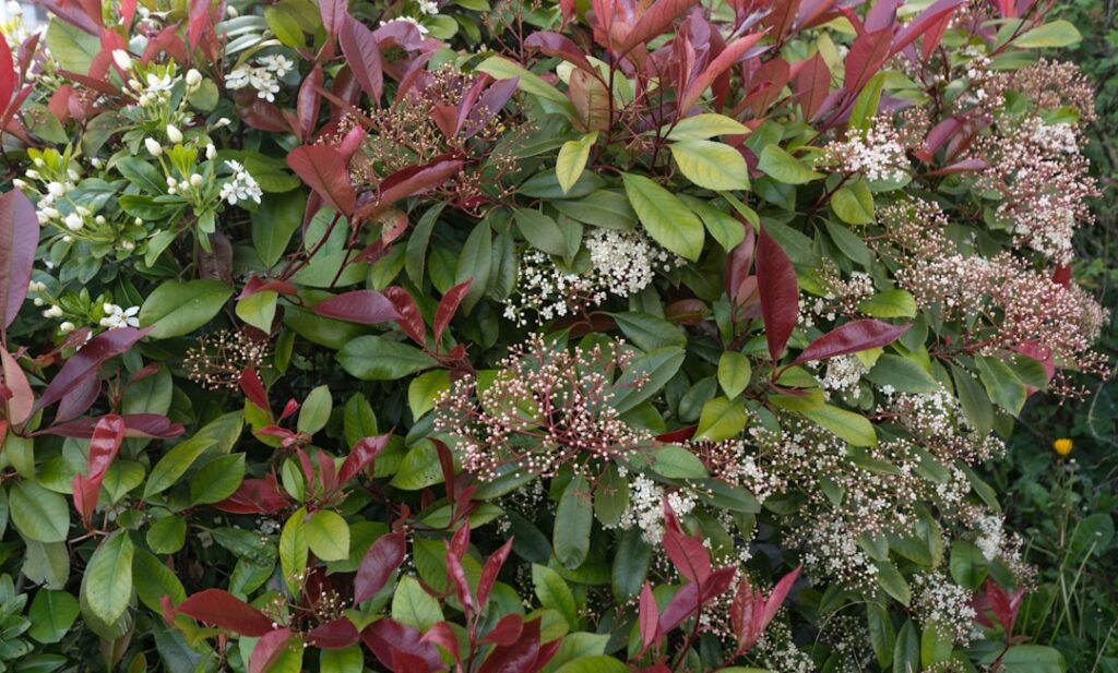 découvrez comment réussir la bouture de photinia pour obtenir de nouvelles plantes saines et vigoureuses. guide pas à pas pour un jardin florissant.