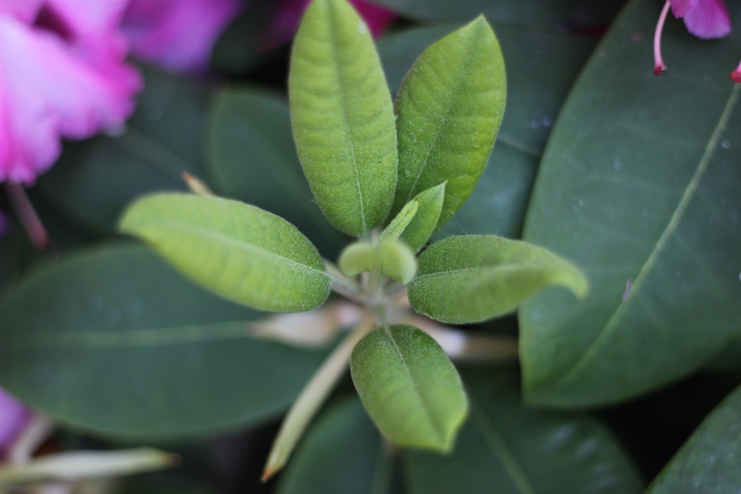 découvrez comment réussir la bouture de rhododendron pour multiplier vos plantes et embellir votre jardin avec de magnifiques fleurs colorées.