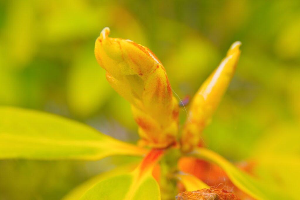 apprenez à réussir vos boutures de rhododendron pour multiplier facilement vos plantes et embellir votre jardin.