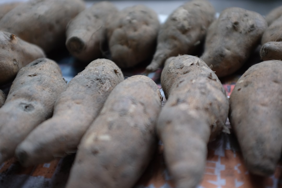 découvrez comment propager facilement la patate douce chez vous grâce à nos conseils pratiques et méthodes simples pour réussir la culture.