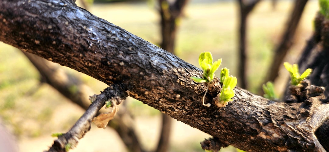 apprenez les techniques efficaces de bouturage du noyer pour réussir sa multiplication et obtenir de jeunes plants vigoureux.