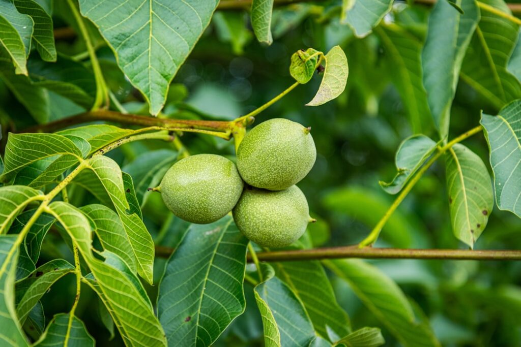 techniques de multiplication du noyer par bouturage : guide pratique pour réussir la propagation et cultiver des plants robustes.